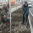 Вдоль улицы Мурата Ахеджака в Новороссийске высаживают платаны - Газета Вечерний Новороссийск